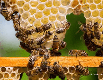شہد کی مکھیوں