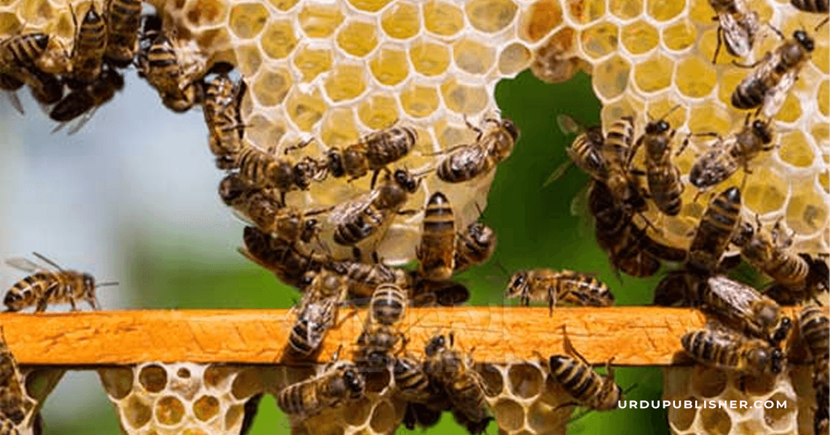 شہد کی مکھیوں
