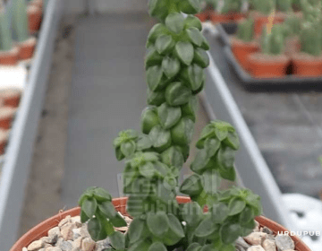 Paperomia columnella plant