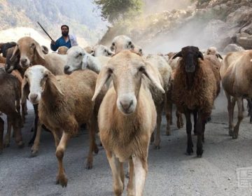 کاربن میں کمی