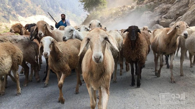 کاربن میں کمی