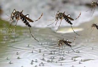 ڈینگی ویکسین